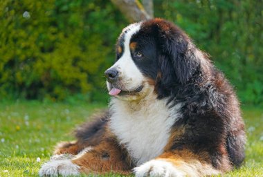 Kocaman Bernese Dağ Köpeği bahçede dilini dışarı çıkarıyor.