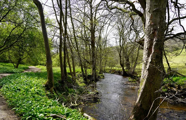 Malá Řeka Lese Yorkshire Anglie — Stock fotografie