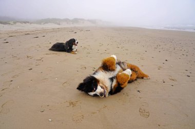 İki Bernese Dağ Köpeği sahilde günün tadını çıkarıyor.