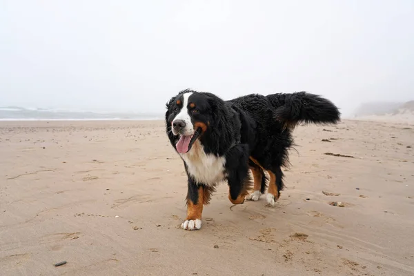 Happy Bernese Mountain Dog running on the beach
