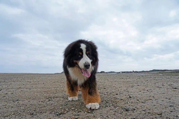 Enorme Berner Mountain Dog Wandelen Het Strand — Stockfoto