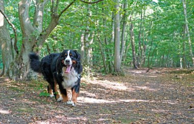Ormanda yürüyen mutlu büyük köpek. 