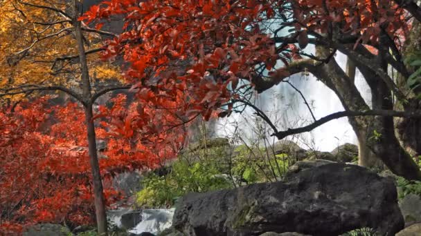 自然の中で素晴らしい 秋の季節にカラフルな秋の森の中で美しい滝 — ストック動画