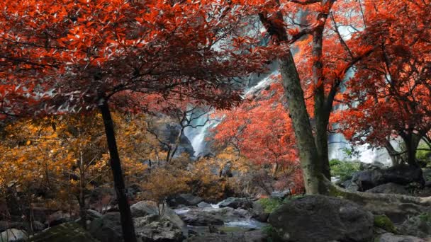 Increíble Naturaleza Hermosa Cascada Colorido Bosque Otoño Temporada Otoño — Vídeo de stock
