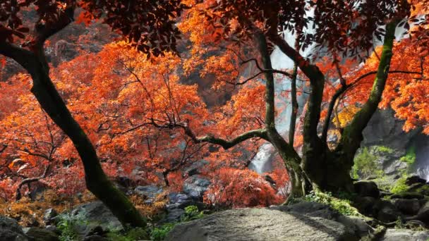 Incroyable Dans Nature Belle Cascade Forêt Automne Colorée Saison Automne — Video