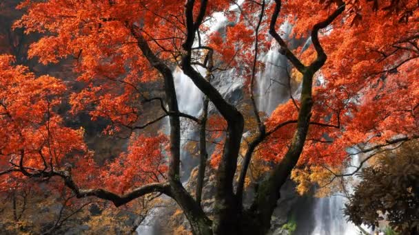 Increíble Naturaleza Hermosa Cascada Colorido Bosque Otoño Temporada Otoño — Vídeos de Stock