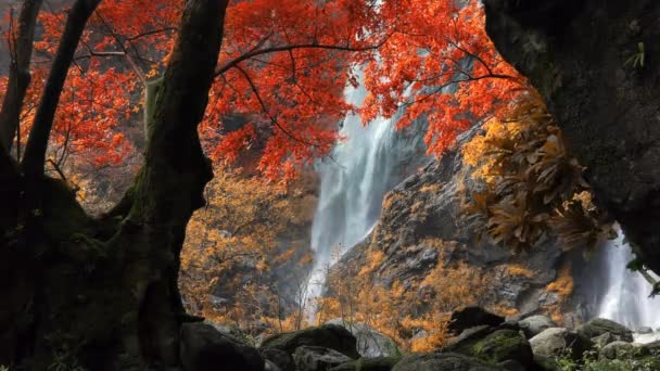 Menakjubkan Alam Air Terjun Yang Indah Warna Warni Hutan Musim — Stok Video
