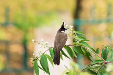 Doğadaki Kırmızı Bıyıklı Bulbul Kuşu Ağaçta tünemiş ve yiyor