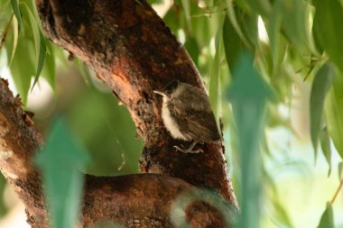 Küçük bebek Pycnonotus Jocosus Ağaçta tünemiş kuş.