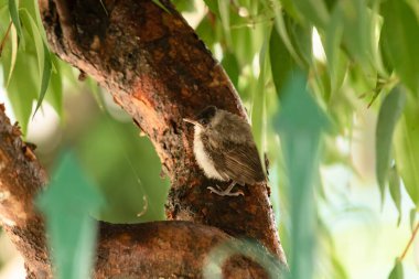 Küçük bebek Pycnonotus Jocosus Ağaçta tünemiş kuş.