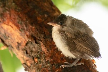Küçük yavru bulbul bir ağaca tünedi..