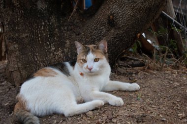 Bir Evcil Güzel Tekir Kedi Yabanda.