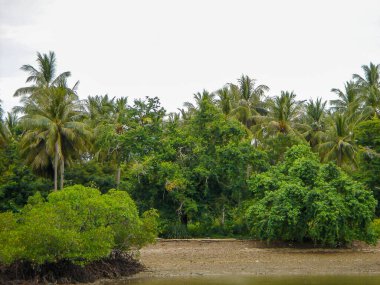 Mangrove Ağaçları ve Bataklık Ormanı, Hindistan cevizi. C için önemli.