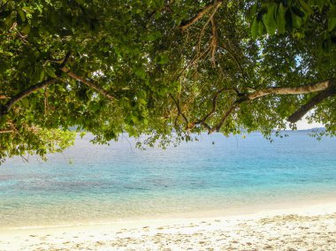 Güneşli Gün Plajı ve Holida 'daki Ağaçların Gölgesi Altında Açık Deniz