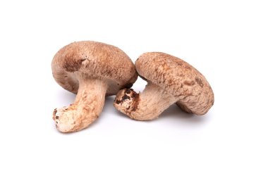 Beyaz arka planda izole edilmiş taze Shiitake mantarı. Kapat. Japon yemeği.