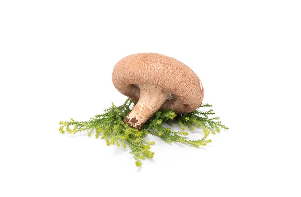 Friss Shiitake Gomba Fehér Háttérrel Japán Élelmiszer — Stock Fotó