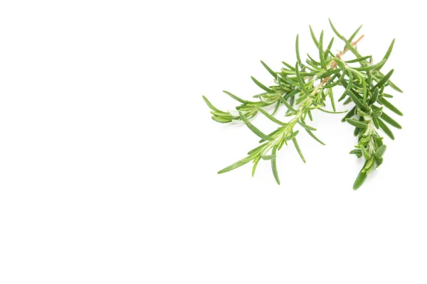 Rosemary Sprig Isolated White Background Aromatic Evergreen Shrub — Stock Photo, Image