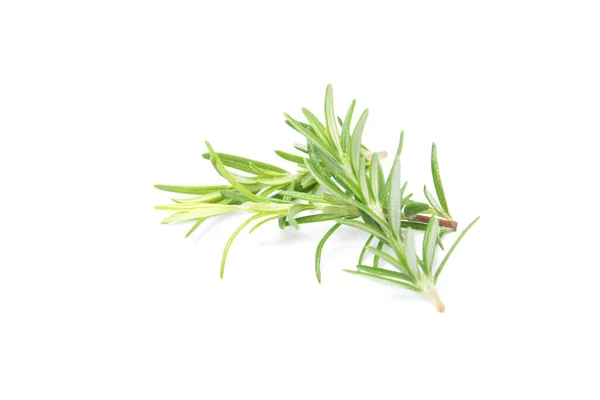 Branch Rosemary Isolated White Background Evergreen Shrubs — Stock Photo, Image