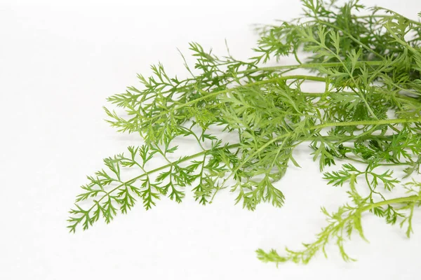 Fresh Organic Carrot Leaves Isolated Mable Countertop Vegetable Leaves Copy — Stock Photo, Image