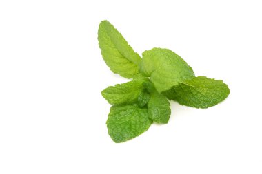 Beyaz arka planda izole edilmiş taze naneli bitkiler.