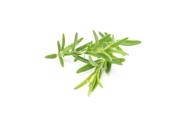 Branch Rosemary Isolated White Background Evergreen Shrubs — Stock Photo, Image