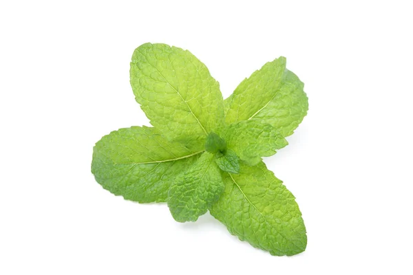 Plantas Frescas Menta Aisladas Sobre Fondo Blanco — Foto de Stock