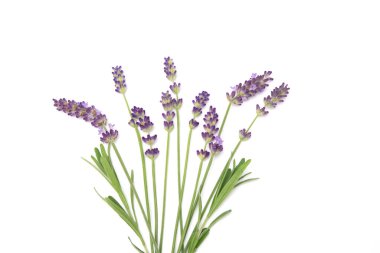 Beyaz arkaplanda kopyalanmış lavanta çiçekleri
