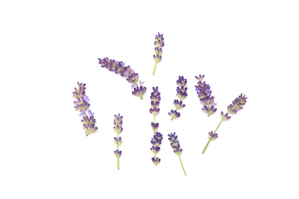 Lavender Flowers Isolated White Background Copy Space — Stock Photo, Image