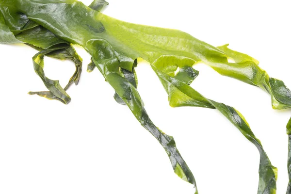 Frisches Algen Wakame Isoliert Auf Weißem Hintergrund Mit Kopierraum Gesunde — Stockfoto