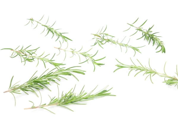 Selective Focus Rosemary Sprig Flowering Isolated White Background Aromatic Evergreen — Stock Photo, Image