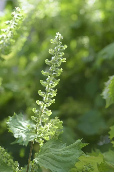 Enfoque Selectivo Flor Perilla Semillas Con Fondo Naturaleza Borrosa — Foto de Stock