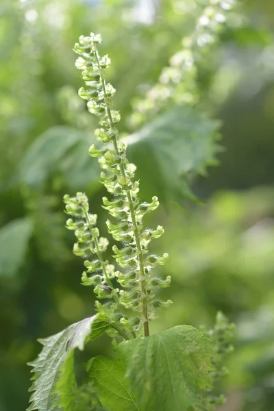 Enfoque Selectivo Flor Perilla Semillas Con Fondo Naturaleza Borrosa —  Fotos de Stock