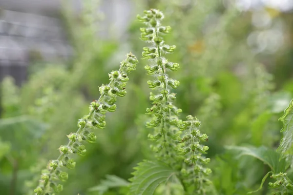 Enfoque Selectivo Flor Perilla Semillas Con Fondo Naturaleza Borrosa — Foto de Stock