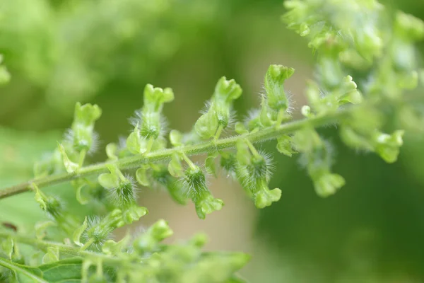 Enfoque Selectivo Flor Perilla Semillas Con Fondo Naturaleza Borrosa — Foto de Stock