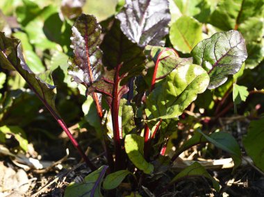 Bahçede büyüyen pancar bitkisi.