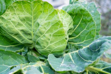 Bahçede kışın büyüyen lahanalar.