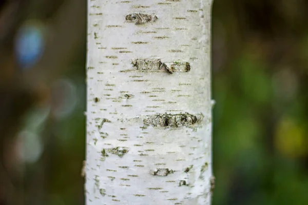 Stam Van Een Berk Van Dichtbij — Stockfoto