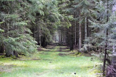 a beautiful shot of a forest in the middle of a green trees