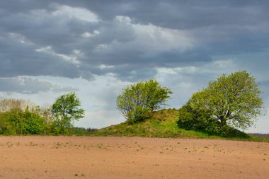 Ağacı ve bulutlu gökyüzü olan güzel bir manzara.