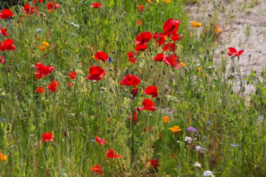 Çiçek yavrusu kitlesel duruyor.