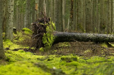 Ormandaki bir ağaç gövdesinin yakın çekimi.