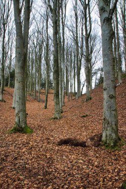 Parktaki sonbahar ormanı