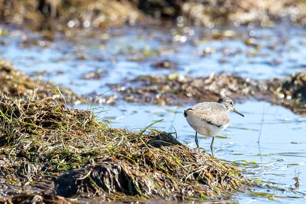 Birdbird Открытом Воздухе Открытым Небом — стоковое фото