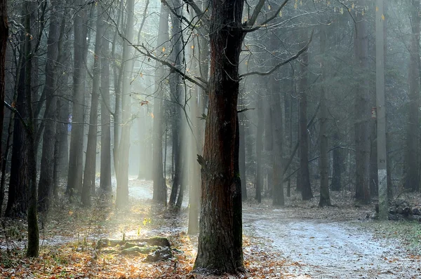 Sonnenstrahlen — Stockfoto