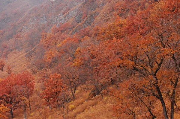 Colors of fall: orange — Stock Photo, Image