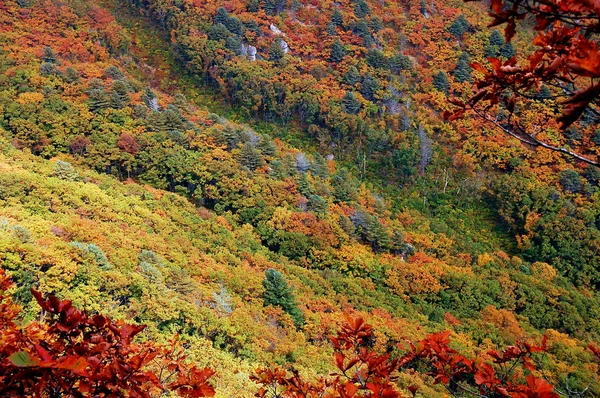 Uzak Doğu Rusya sonbahar