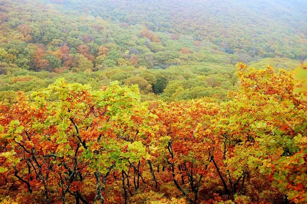 Uzak Doğu Rusya sonbahar