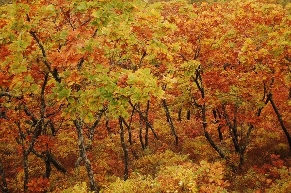 Uzak Doğu Rusya sonbahar