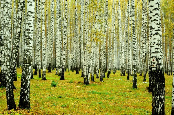 Huş ağaçları dturing Güz