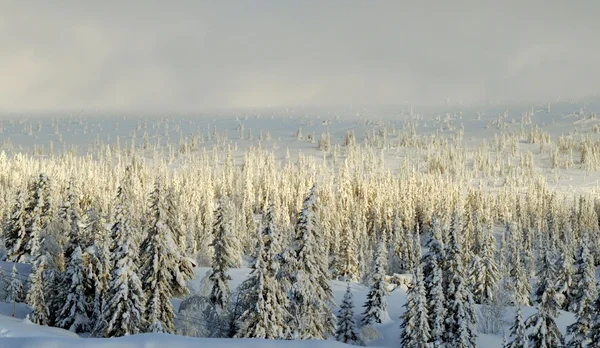 Norefjell mountain, norwegen — Stockfoto